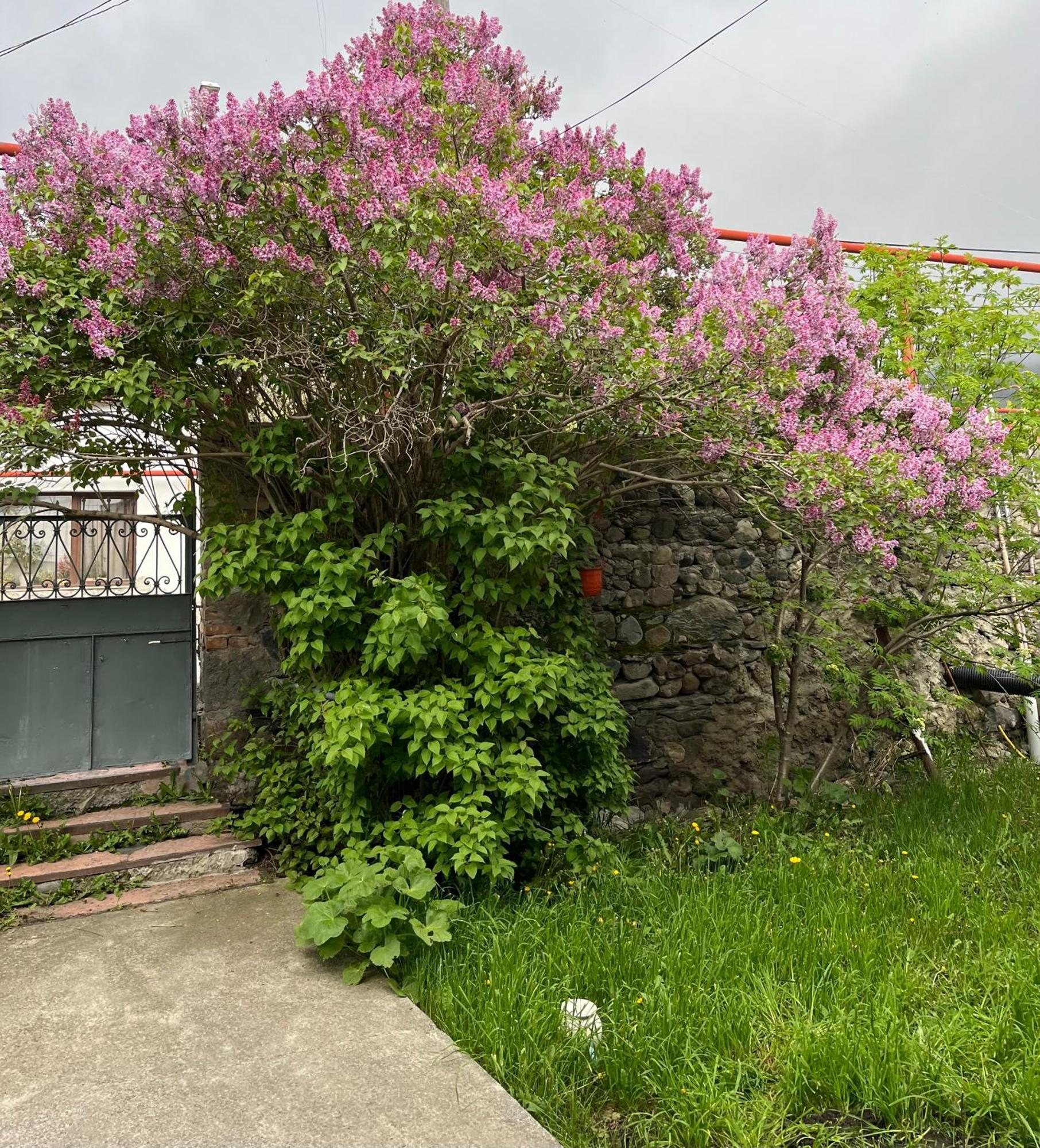 Soso Burduli'S Guesthouse Stepantsminda Exterior photo